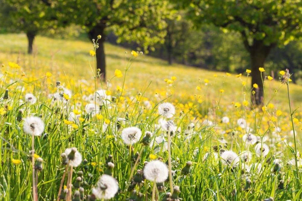 Dente di leone nel prato con alberi sullo sfondo, che favoriscono la coerenza cardiaca.