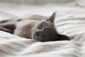 Comment bien dormir comme un chat