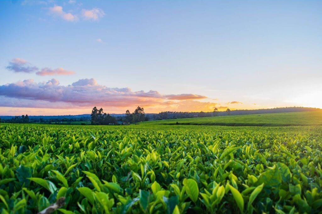 Un champ de thé vert envoûtant baigné des teintes brillantes d’un coucher de soleil à couper le souffle.