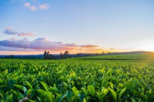 Un champ de thé vert envoûtant baigné des teintes brillantes d’un coucher de soleil à couper le souffle.