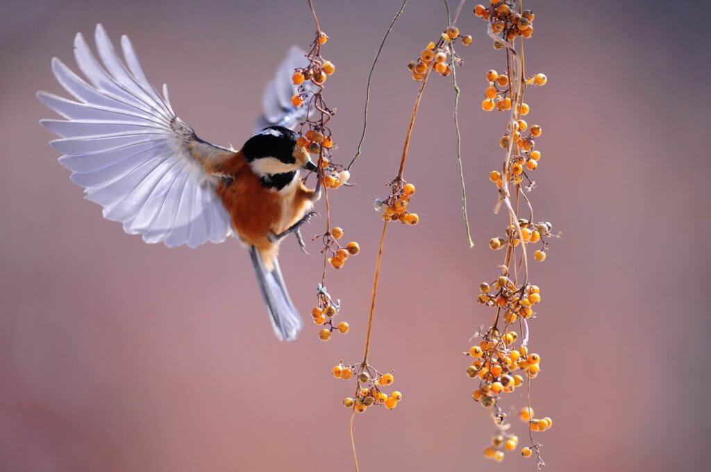 Un oiseau s'envole doucement sur une branche de baies, dans un moment de détente.