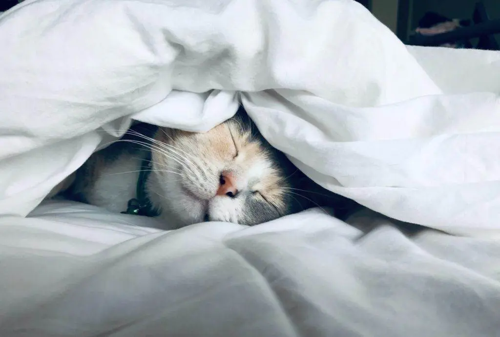 Un chat dormant sous une couverture blanche.