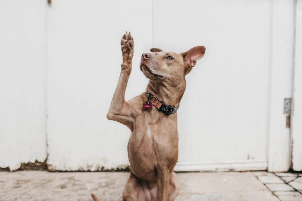 Un chien brun avec ses pattes en l'air