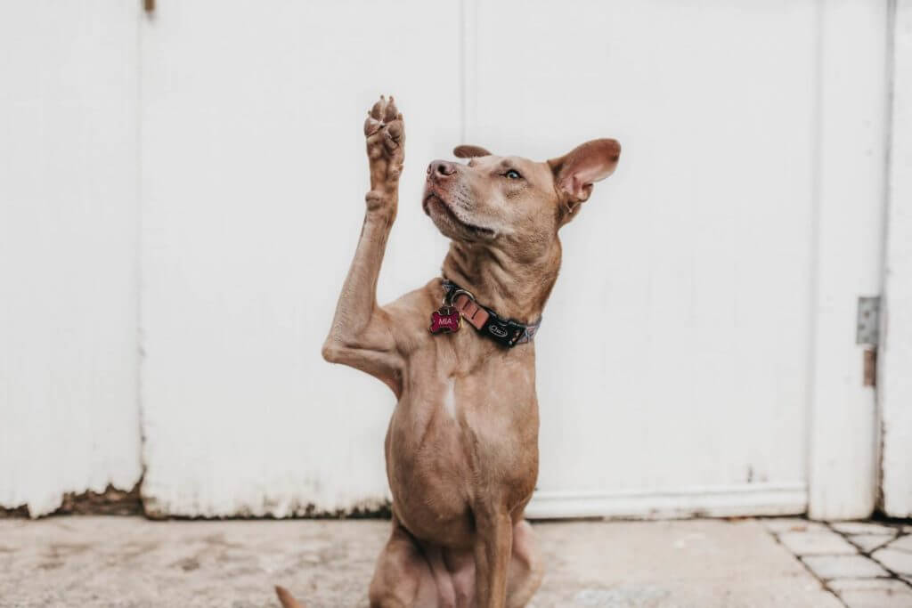 Un chien brun avec ses pattes en l'air pendant qu'il maigrit.