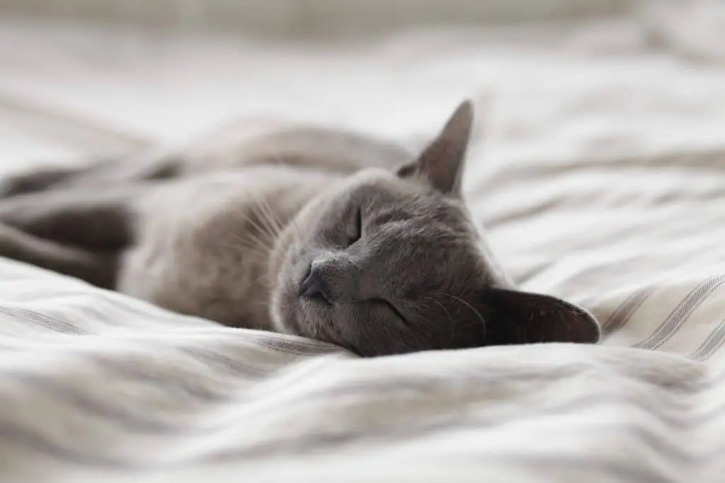 Un chat gris dort sur un lit.