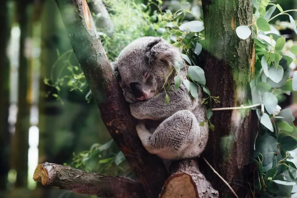Un koala dormait dans un arbre.