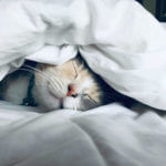 Un chat sommeil sous une couverture blanche sur un lit.