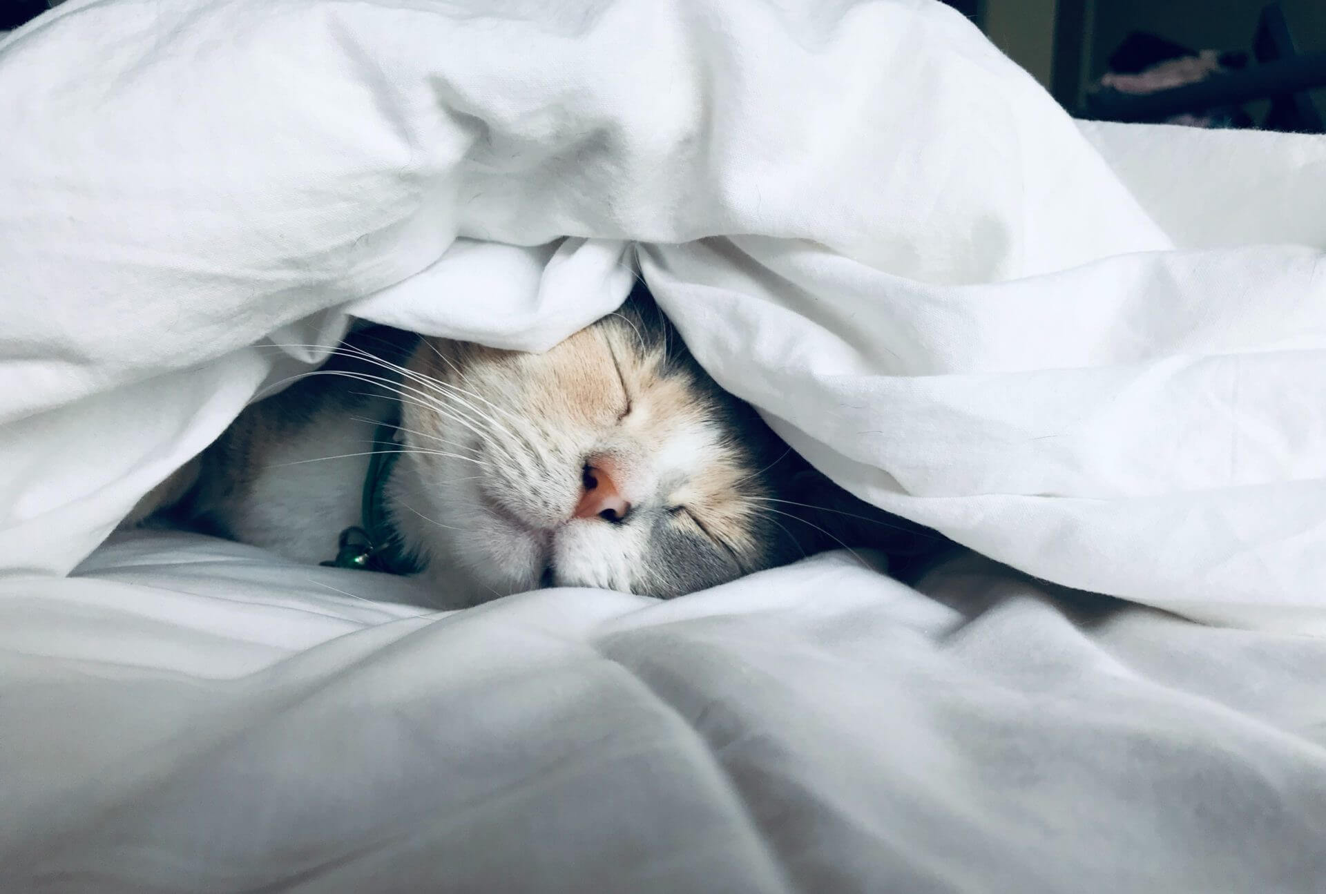Un chat sommeil sous une couverture blanche sur un lit.