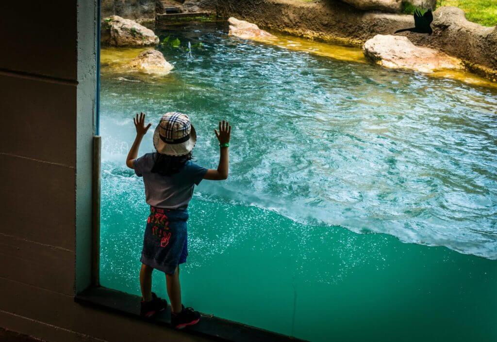 Un enfant observe calmement les animaux à travers la fenêtre d'un enclos de zoo, essayant de combattre son stress.