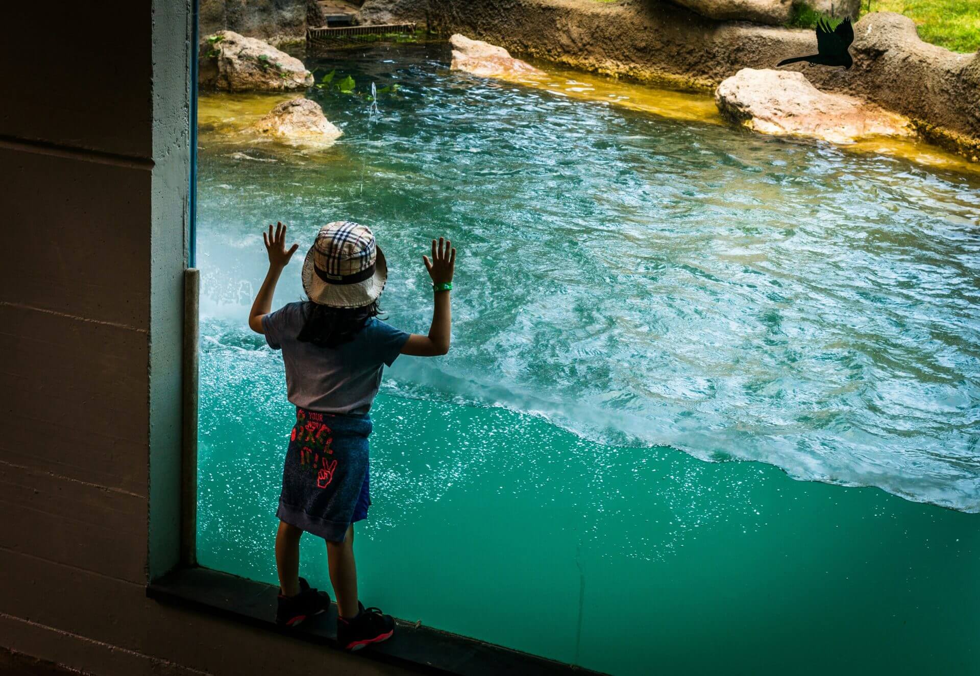 Un enfant observe calmement les animaux à travers la fenêtre d'un enclos de zoo, essayant de combattre son stress.